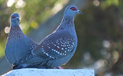 Pigeon roussard