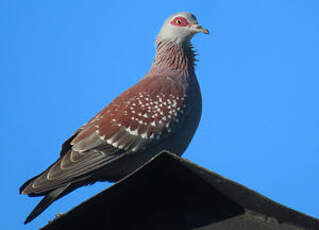 Pigeon roussard