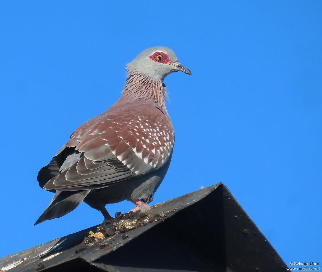 Pigeon roussardadulte