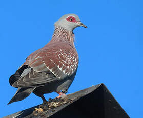 Pigeon roussard