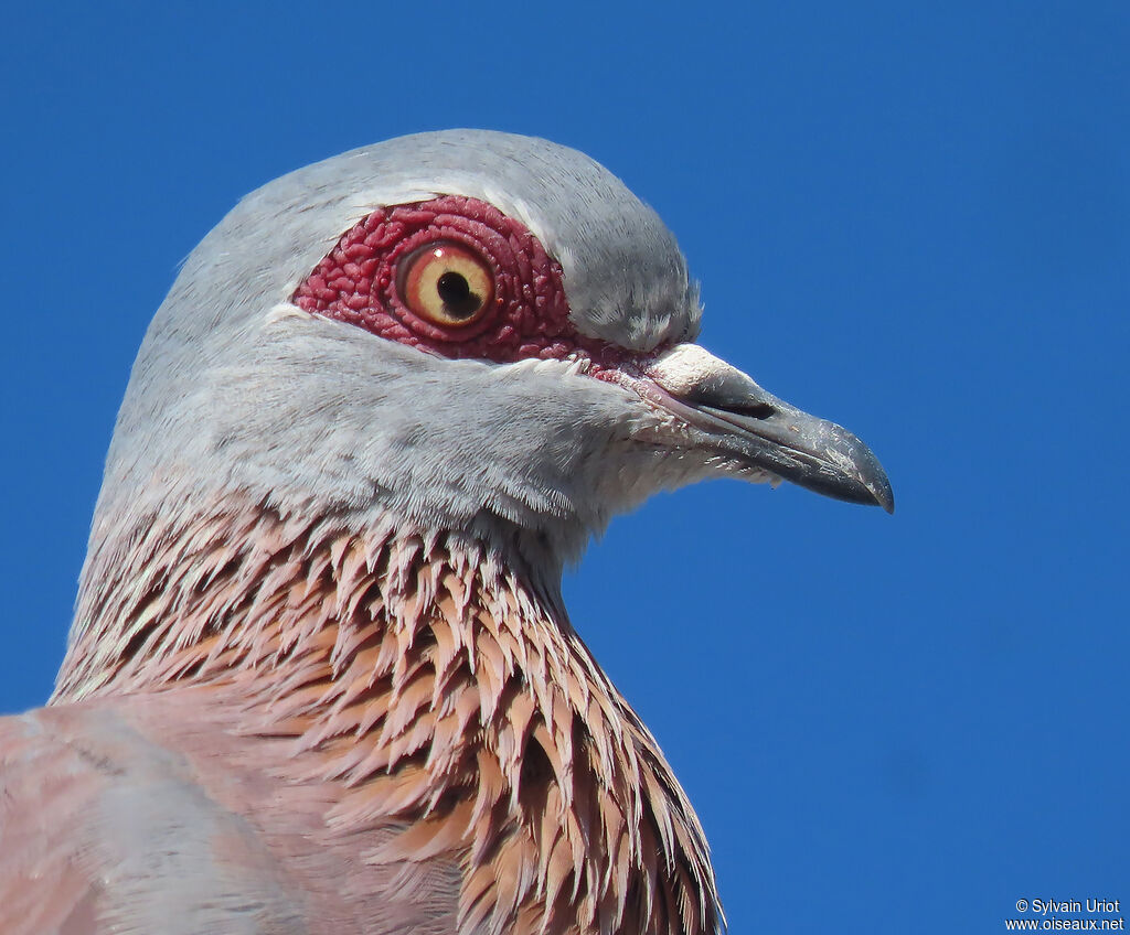 Pigeon roussardadulte