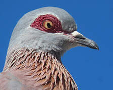 Speckled Pigeon