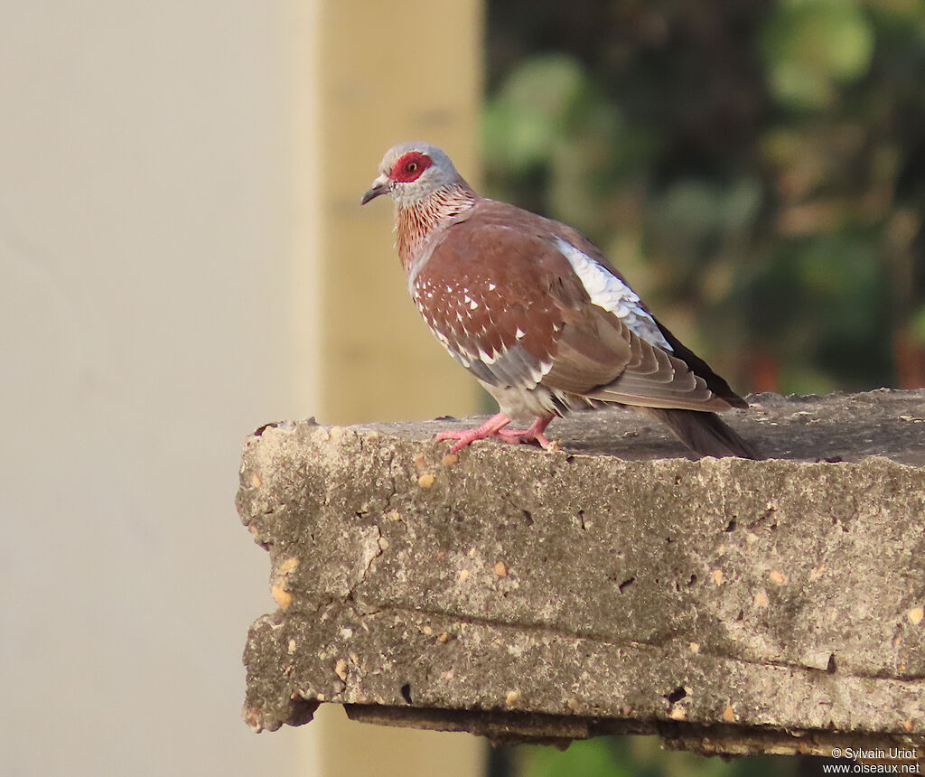 Pigeon roussardadulte