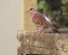 Pigeon roussard