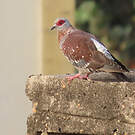 Pigeon roussard