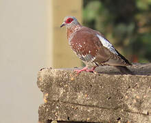 Pigeon roussard