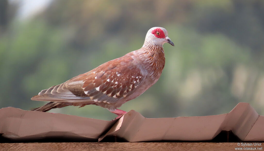 Pigeon roussardadulte