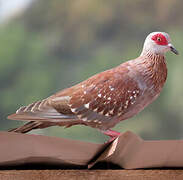 Pigeon roussard