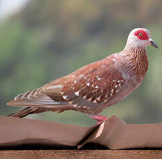 Pigeon roussard