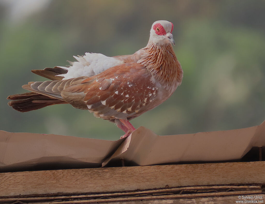 Pigeon roussardadulte