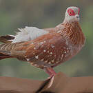 Pigeon roussard