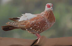 Pigeon roussard