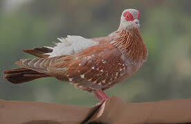 Pigeon roussard