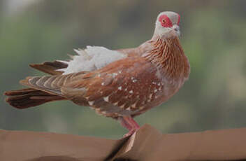 Pigeon roussard