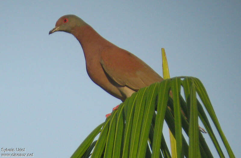 Pigeon rousset femelle adulte, identification
