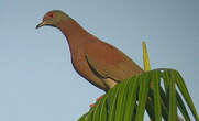 Pigeon rousset