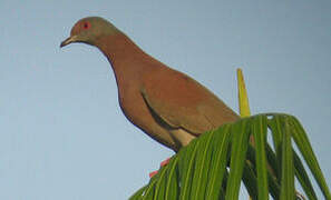 Pale-vented Pigeon