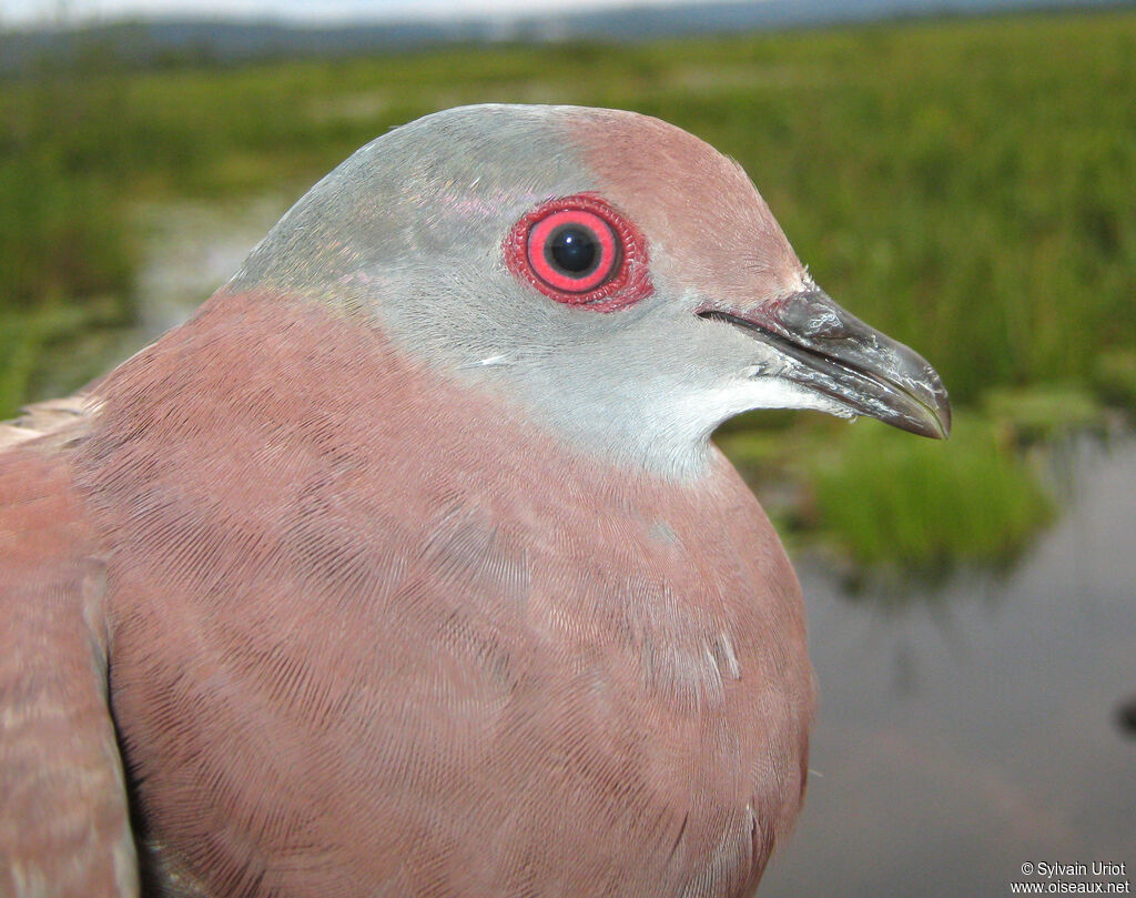 Pigeon roussetadulte