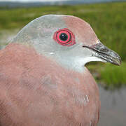 Pigeon rousset