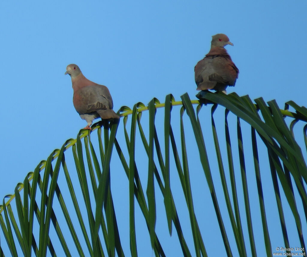 Pigeon roussetadulte