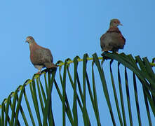 Pigeon rousset