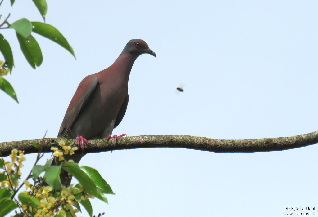 Pigeon roussetadulte