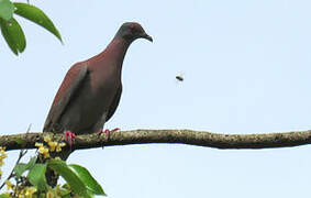 Pale-vented Pigeon