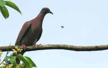 Pigeon rousset