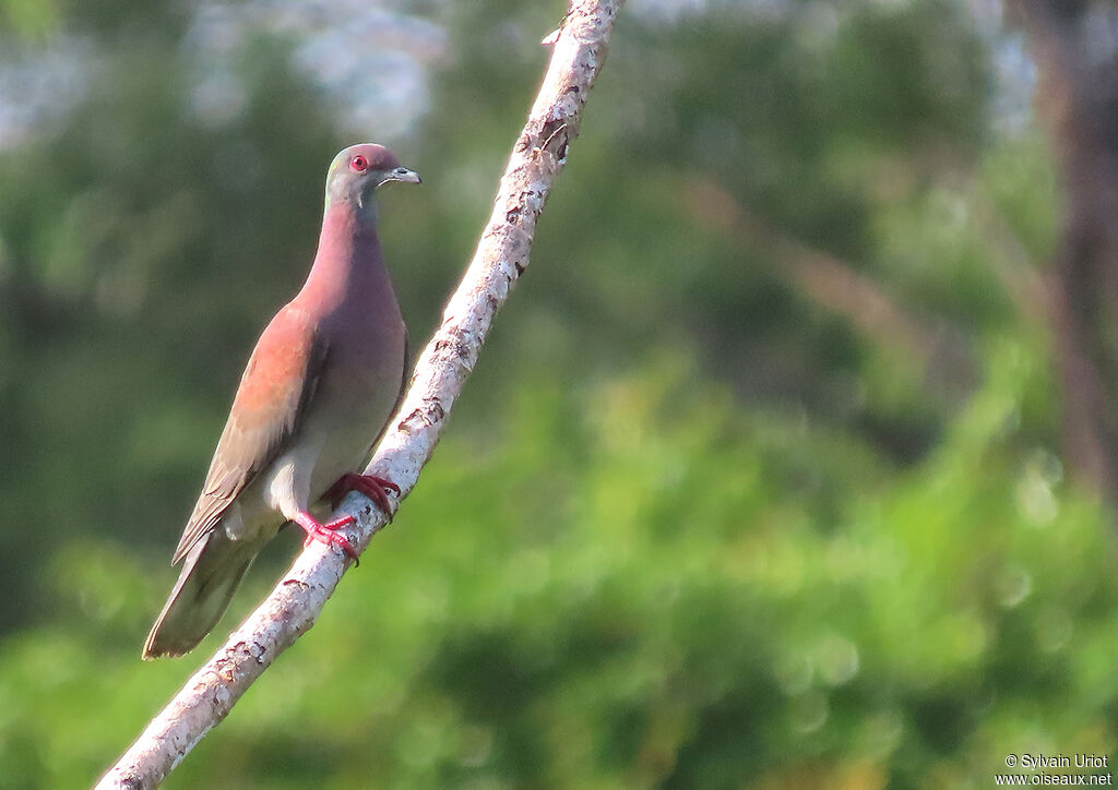 Pale-vented Pigeonadult