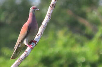 Pigeon rousset