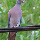 Pigeon rousset