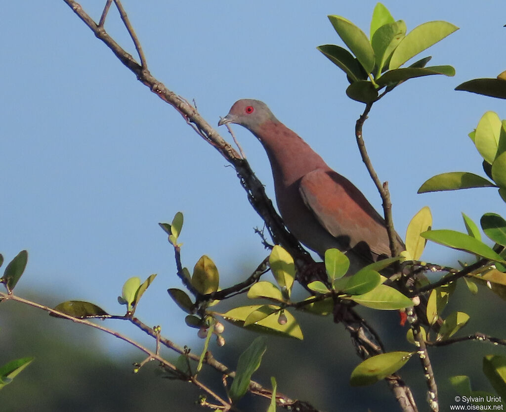 Pigeon roussetadulte