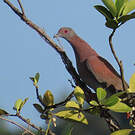 Pigeon rousset
