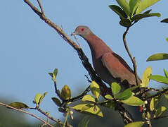 Pale-vented Pigeon