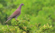 Pigeon rousset