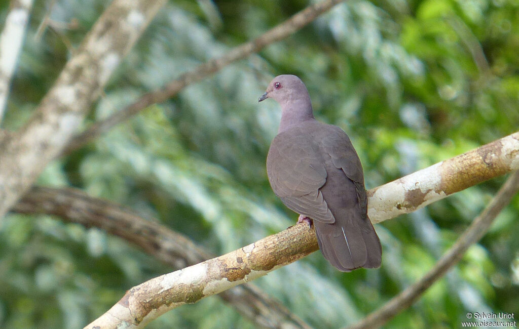 Pigeon vineuxadulte