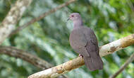 Pigeon vineux