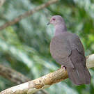 Pigeon vineux