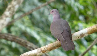 Pigeon vineux