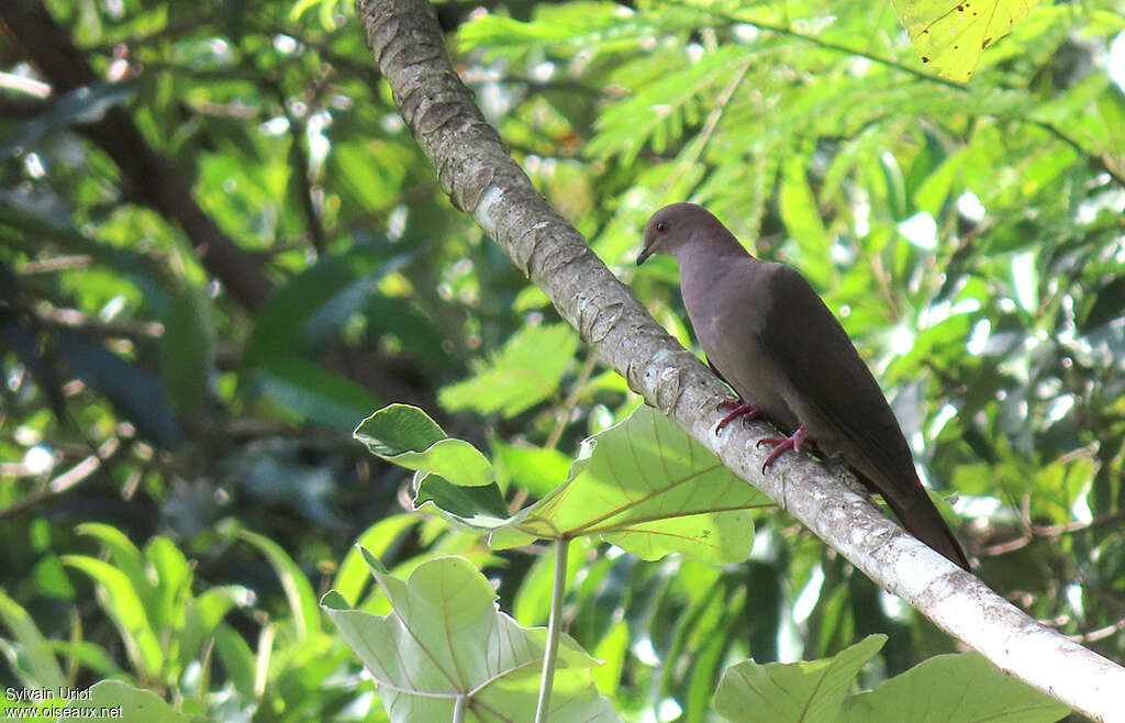 Pigeon vineuxadulte, habitat, pigmentation