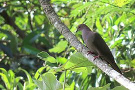 Pigeon vineux