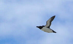 Razorbill