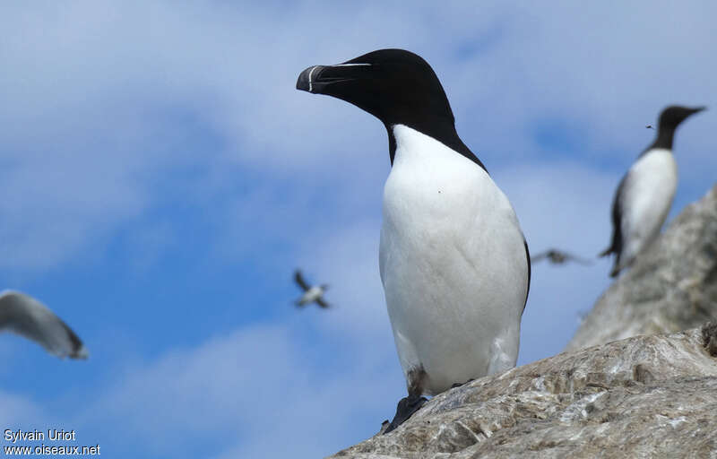 Pingouin tordaadulte nuptial, habitat, Comportement