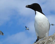 Razorbill