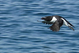 Razorbill