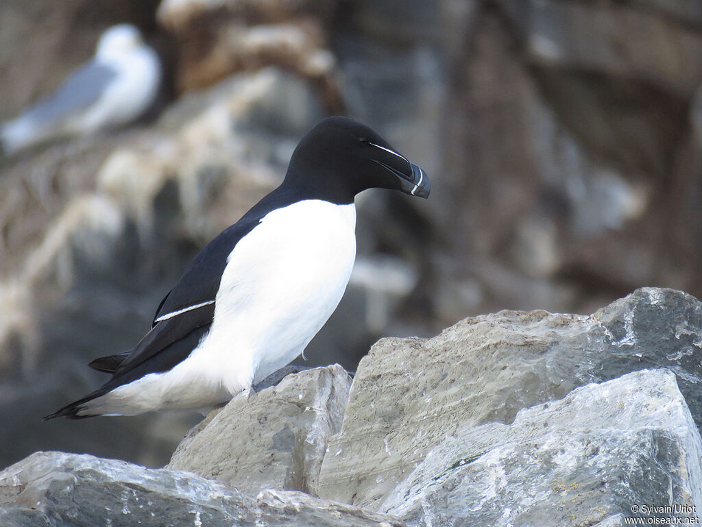 Pingouin tordaadulte