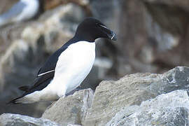 Razorbill