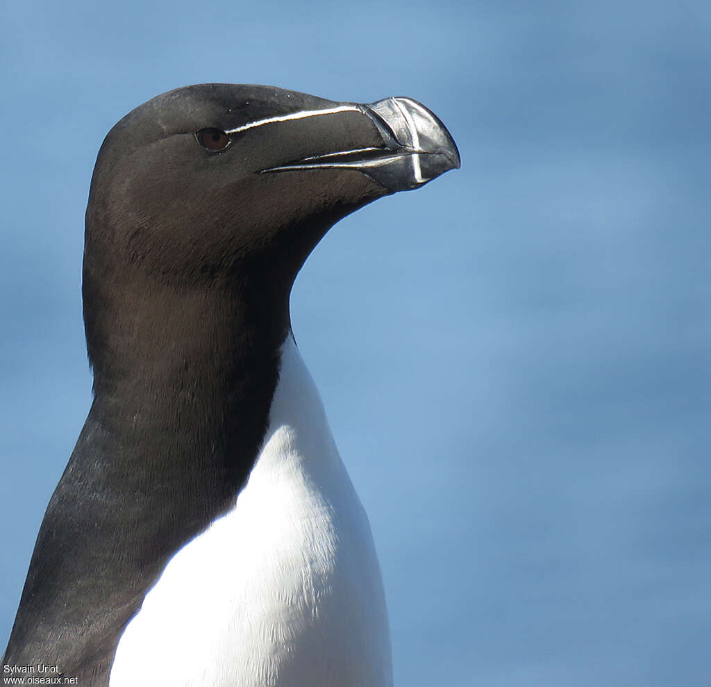 Razorbilladult breeding, close-up portrait