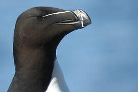 Razorbill