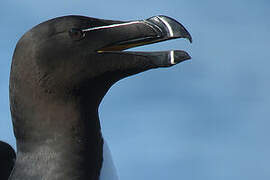 Razorbill